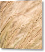 Summer Grass Metal Print