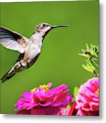 Summer Hummingbird Love Metal Print