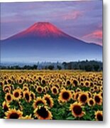 Sunflower And Red Fuji Metal Print