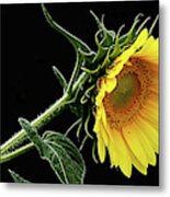 Sunflower Metal Print