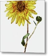 Sunflower - Dwp1952018 Metal Print