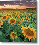 Sunflower Field In Longmont, Colorado Metal Print