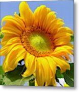 Here Comes The Sunflower Metal Print