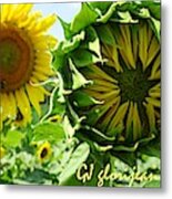 Sunflower Triptych Wide Metal Print