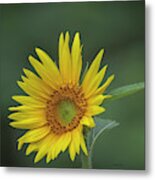 Sunflower Peaking And Visitor Metal Print