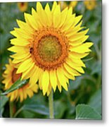 Sunflower Metal Print