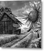 Sunflower Watch In Black And White Metal Print