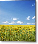 Sunflowers And Blue Sky Metal Print