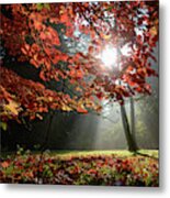 Sunlight Through Autumn Leaves Metal Print