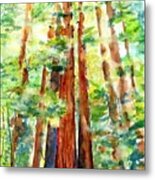 Sunlight Through Redwood Trees Metal Print