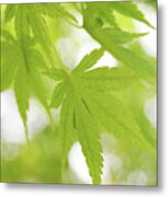 Sunny Leaves Of  Japanese Maple 3 Metal Print