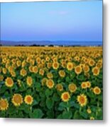 Sunrise Sunflower Field 2 Metal Print