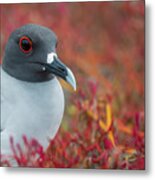 Swallow-tailed Gull On Plazas Island Metal Print