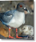 Swallow-tailed Gull With Chick Metal Print