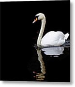 Swan Swimming In Lake Metal Print