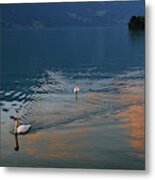 Swans And Brienz Lake. Alps. Switzerland Metal Print