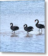 Swans On Parade Metal Print