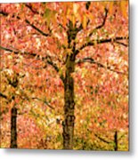 Sweet Gum Trees On A Sunny Day Metal Print