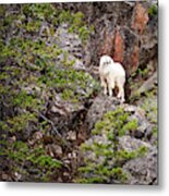 Switchback Goat 4 Metal Print