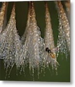 Syrphid Fly On A Dewy Morn Metal Print