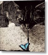 Tabby And The Butterfly Metal Print