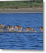 Tanzania, Lake Ndutu, White-bearded Metal Print