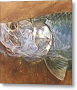 Tarpon On Umber Metal Print