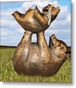 Teaching A Pig To Fly - Mother Pig In Grassy Field Holds Up Baby Pig With Flying Helmet To Teach It Metal Print