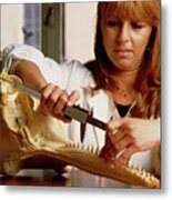 Technician Measuring The Jaw Of A Dolphin's Skull Metal Print