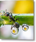 The Ant Between The Drops Metal Print