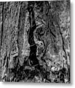 The Bark Of A Coastal Redwood In Black And White, Natural Pattern Metal Print