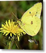 The Bee And The Butterfly Metal Print