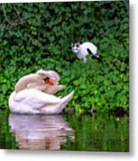 The Cat And The Swan Metal Print