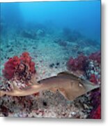 The Common Shovelnose Ray  Glaucostegus Metal Print