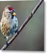 The Cute Male Common Redpoll Perching On The Twig Metal Print