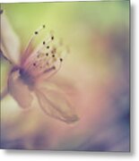 The Dream Of A Bee Metal Print