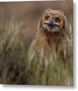 The Eagle Owl Is Watching Me Metal Print