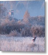 The First Frosts... Metal Print