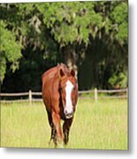 The Friendly Mare Metal Print