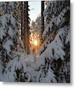 The Golden Winter Sun Is Shining Through Snowy Fir Trees Metal Print