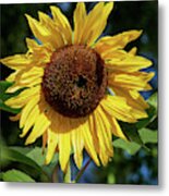 The Great Sunflower Metal Print