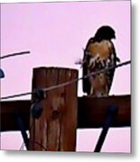 The Hawk And The Dove After Sundown Metal Print