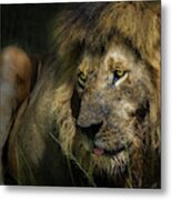 The Lion Metal Print