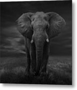 The Lonely Elephant Metal Print