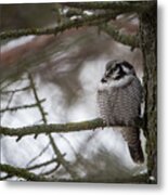 The Northern Hawk Owl Perching On A Pine Branch In The Wood Metal Print