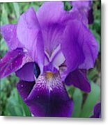 The Purple Iris Flower Metal Print