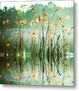 The Reed In The Evening Tranquil Scene Metal Print