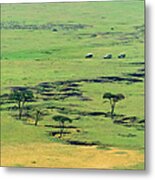 The Savannah, Masai Mara National Metal Print