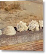 The Shell Collection Metal Print