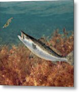 The Spotted Seatrout Metal Print